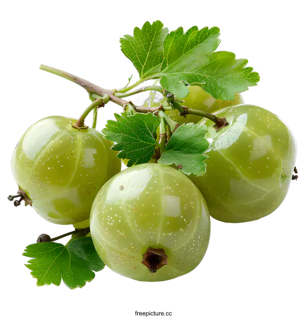 [Transparent Background PNG]Gooseberries