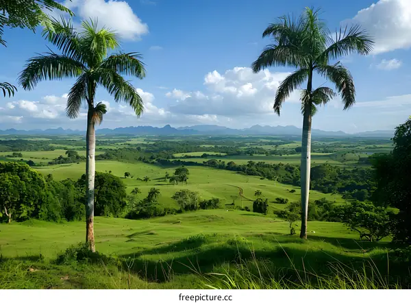 Two Palm Trees in a Green Valley Landscape