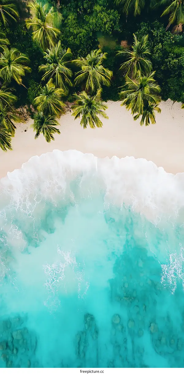 Tropical Beach Aerial View with Palm Trees and Turquoise Water