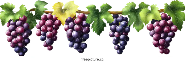 [Transparent Background PNG]Watercolor Illustration of Grape Clusters