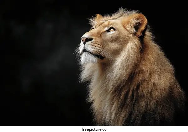 Majestic Lion Portrait Against a Dark Background