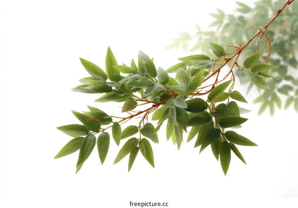 Fresh Green Leaves Branch Image