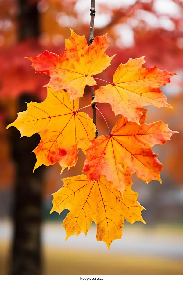 Colorful Maple Leaves in Autumn Splendor
