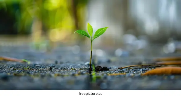 Tiny Plant Growing from Ground Crack with Blurry Background