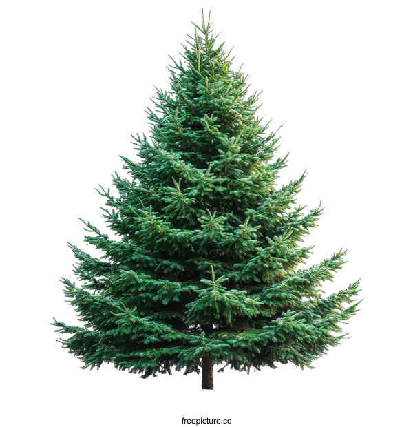 [Transparent Background PNG]Green Christmas Tree Isolated on White Background