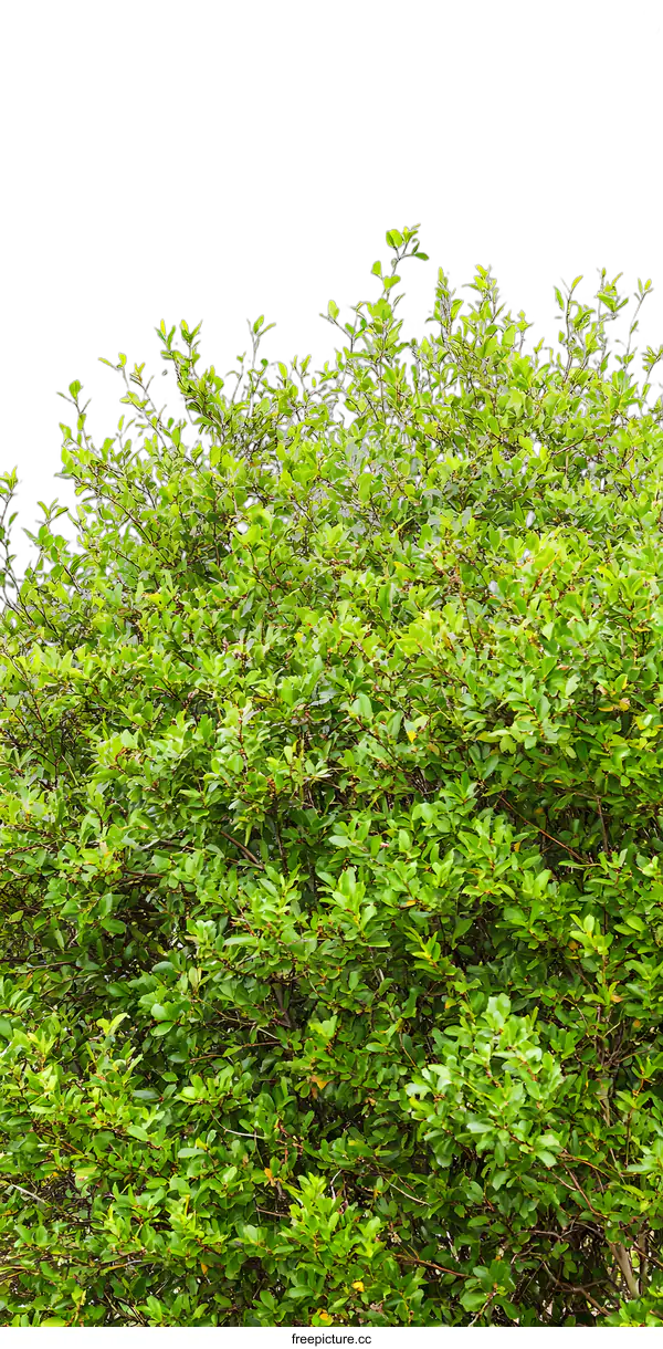 [Transparent Background PNG]Green Foliage Bush Isolated on White Background