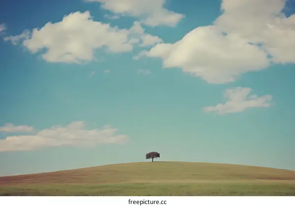 Lonely Tree in a Green Field Under a Blue Sky