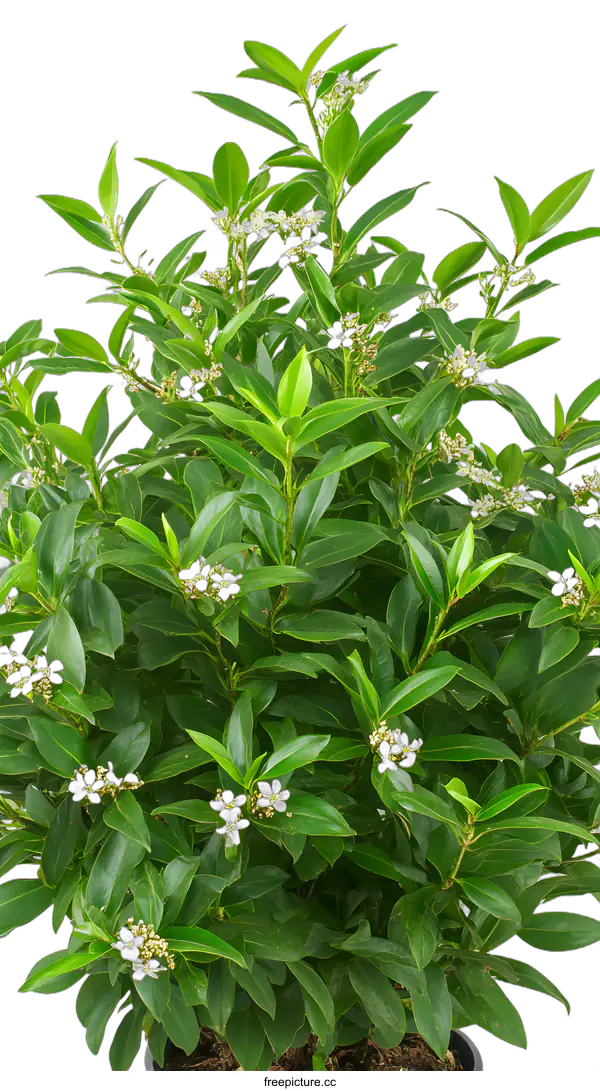[Transparent Background PNG]Green Bush With White Flowers