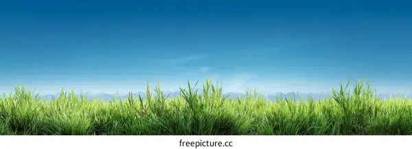 Vibrant Grass Field Under a Clear Sky