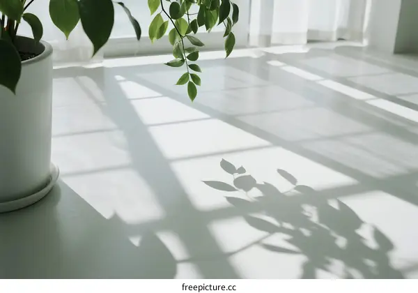 Sunlit Indoor Space with Potted Plant and Leaf Shadows