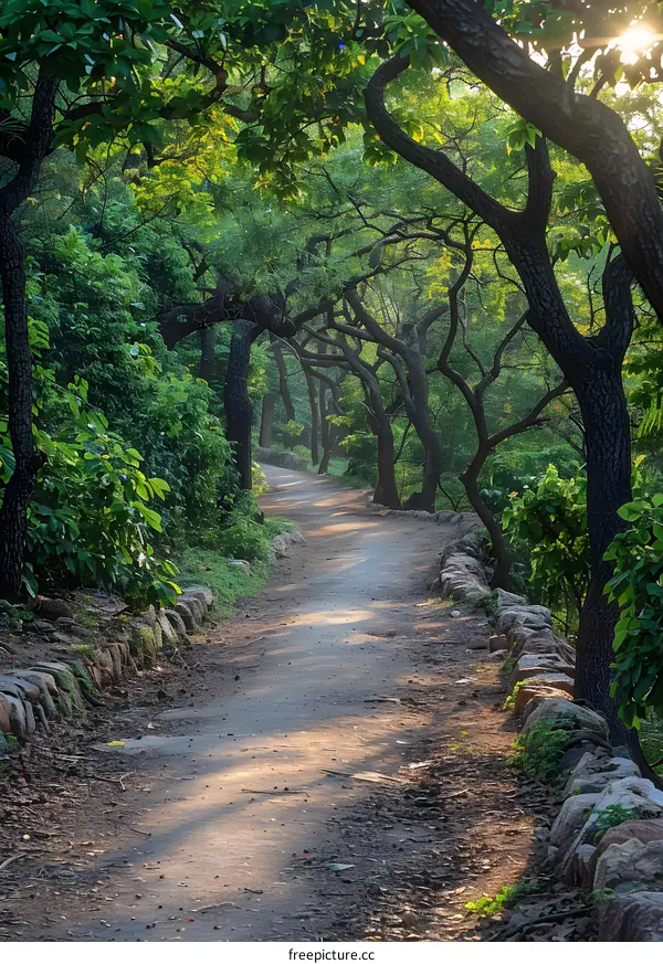 The path through the trees in the park