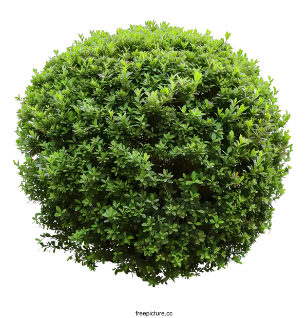[Transparent Background PNG]Green Bush Isolated On White Background