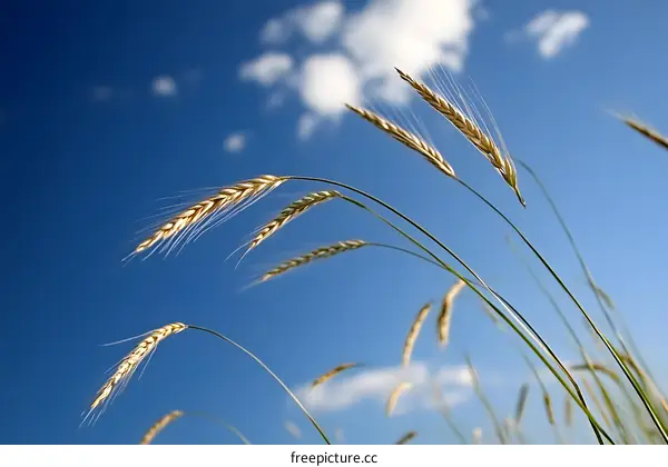 Wheat Stalks Blowing in the Wind Against a Blue Sky