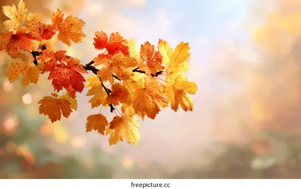 Autumn Leaves in the Fall Season