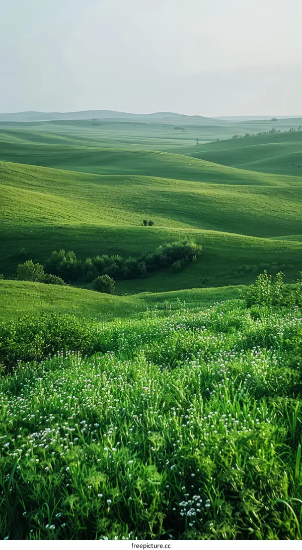 Rolling Green Hills Under a Blue Sky