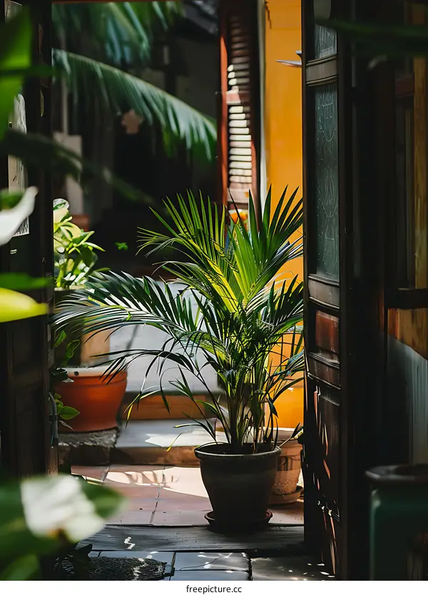 Green Palm Plant In Pot Viewed Through Open Wooden Door