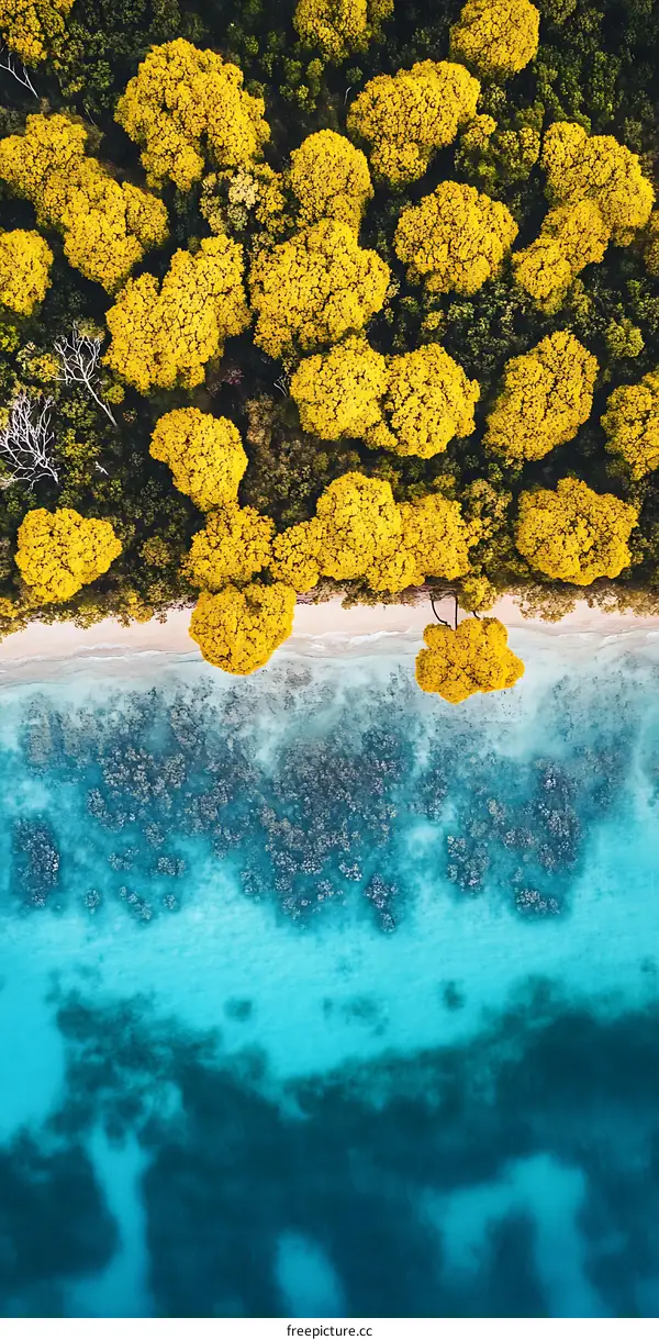Aerial View of Tropical Beach with Yellow Trees