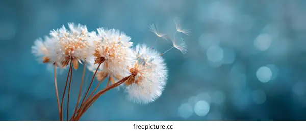 Beautiful Dandelions in Soft Teal Background