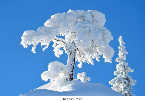 Snow Covered Tree in Winter Landscape