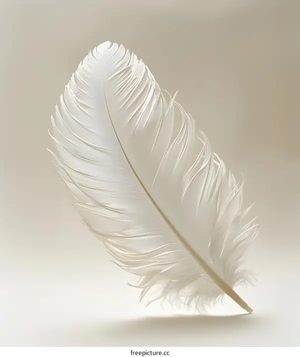 A white feather on a beige background