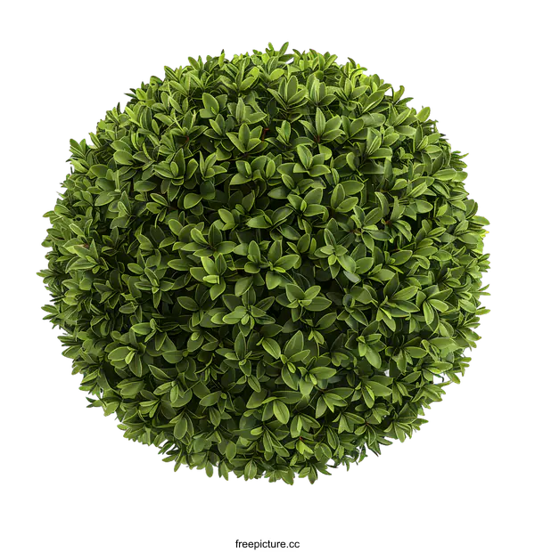 [Transparent Background PNG]Green Bush Top View Isolated on White Background