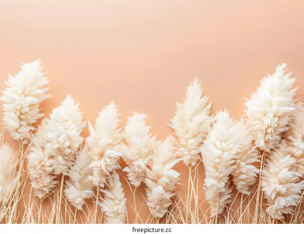 White Pampas Grass on Peach Background