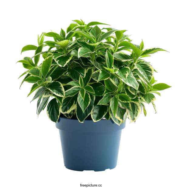[Transparent Background PNG]A potted plant with green and white leaves on a transparent background