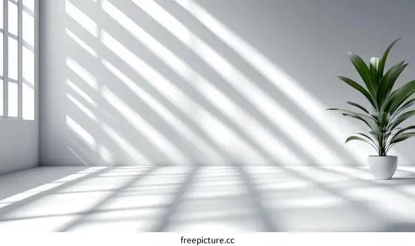 Empty Modern Room with Sunlight and Plant