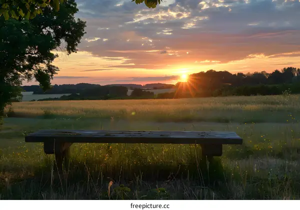 bench in a vast field of wheat with sunset in the background