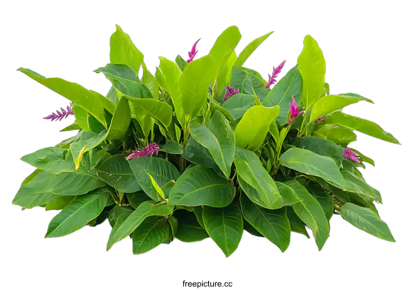 [Transparent Background PNG]Green Bush with Pink Flowers Isolated on White Background