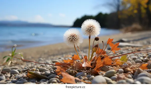 Two white fluffy dandelions growing on a rocky lakeshore with autumn leaves
