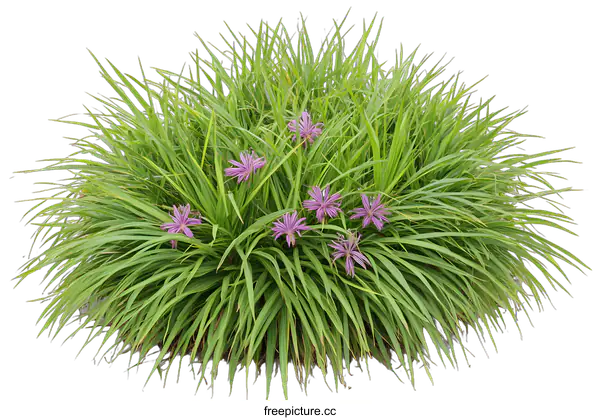 [Transparent Background PNG]Green Grass With Purple Flowers Isolated On White Background