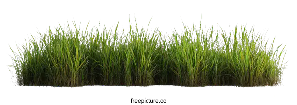 [Transparent Background PNG]Fresh Green Grass Isolated on White Background