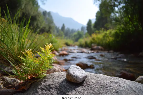 Tranquil Mountain Stream Landscape with Stones and Plants