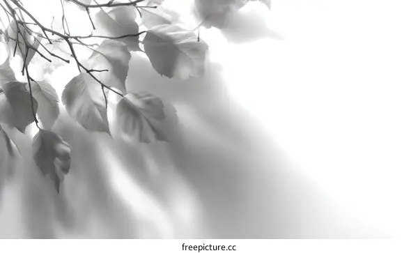 Monochrome Leaf Shadows Abstract Background