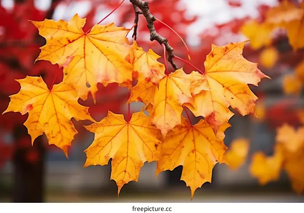 Maple leaves in autumn