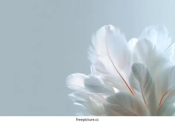 Delicate White Feathers Close-up