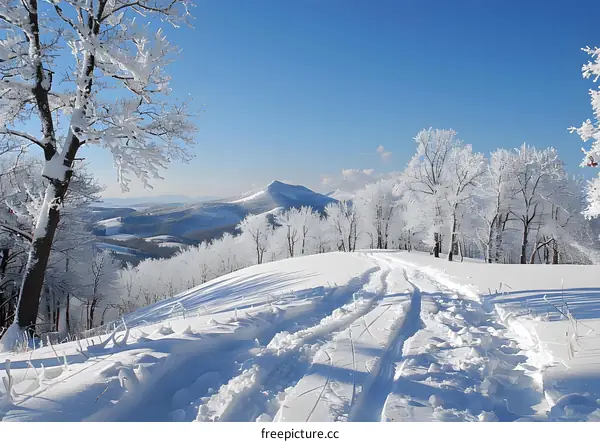 Snow Covered Trees and Mountain Landscape
