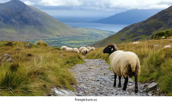 Sheep in a Mountain Valley Scenic Landscape