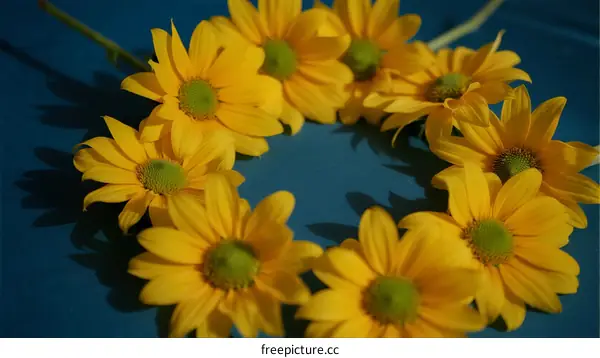 A circle of bright yellow daisies arranged on blue surface