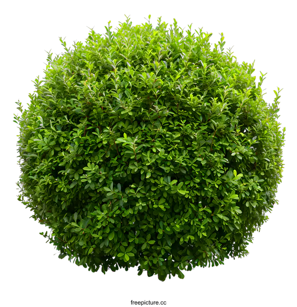 [Transparent Background PNG]Green Bush Isolated on White Background