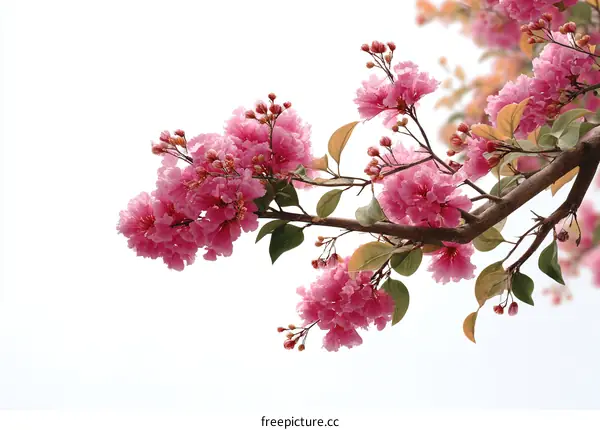 Pink Flowers in Springtime Branches
