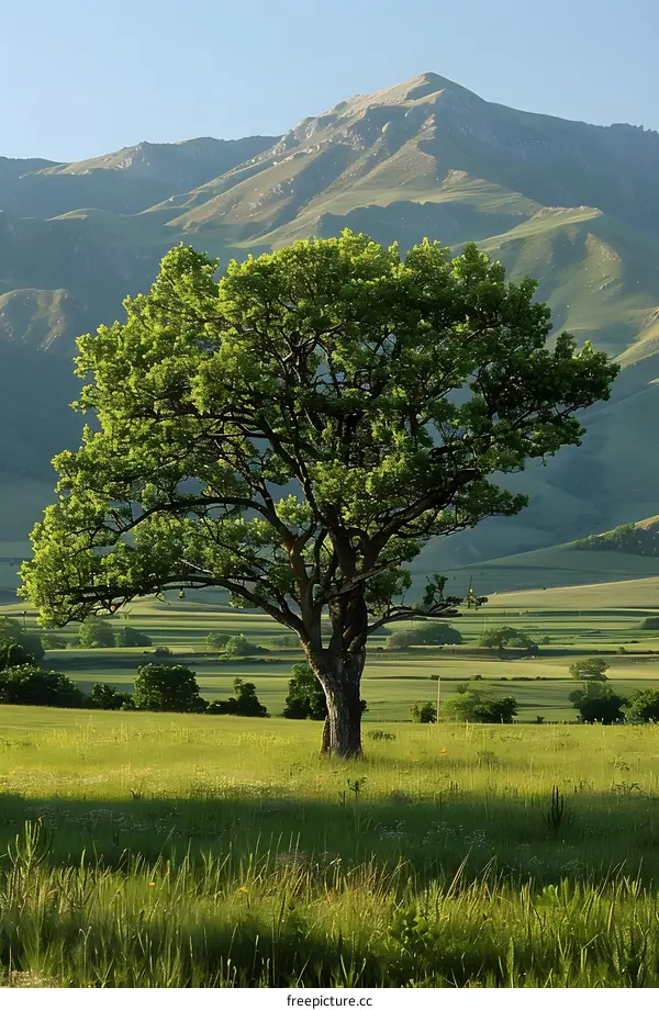 Lonely Tree In Field