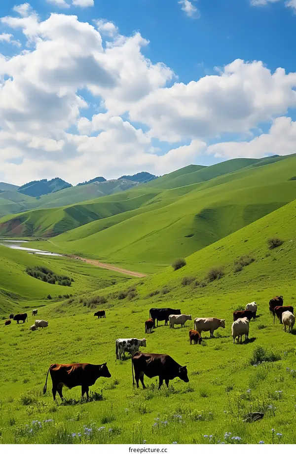 Cows grazing on a lush green hillside