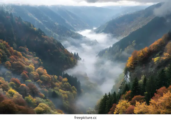 Autumn Forest Valley with Fog