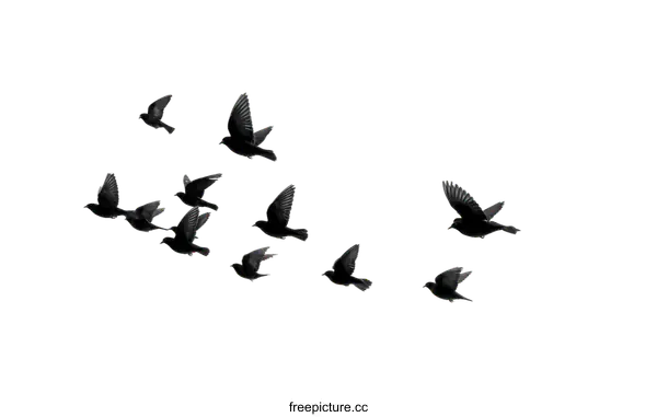 [Transparent Background PNG]A Flock of Birds in Flight Against a White Background