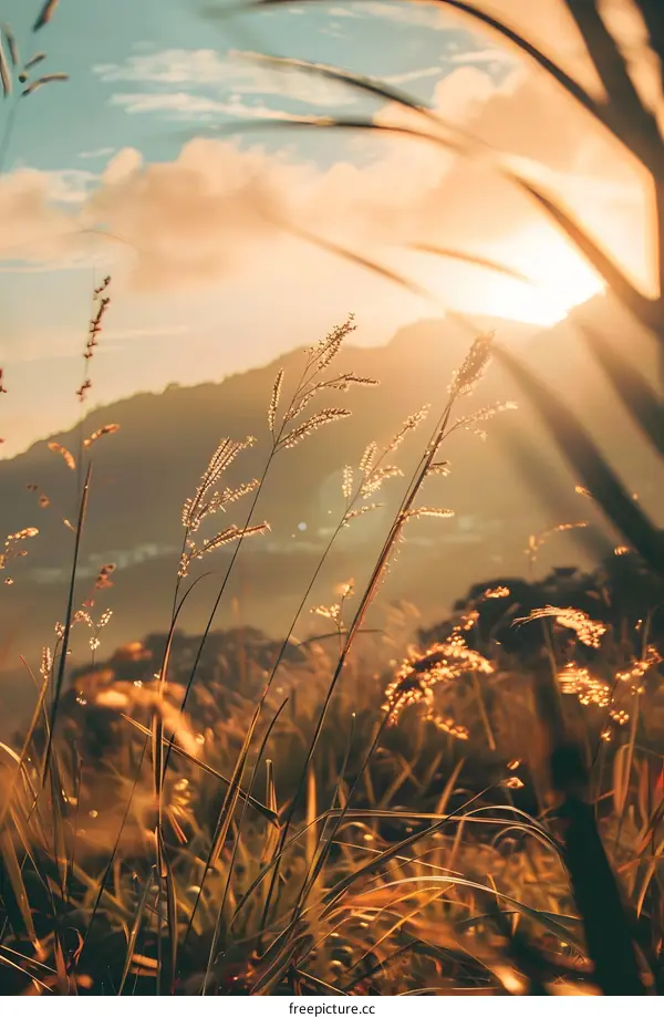Golden Grass Field with Mountain View at Sunset