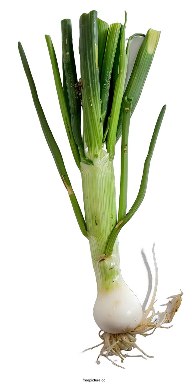 [Transparent Background PNG]Green Onion with White Roots and Stem on White Background