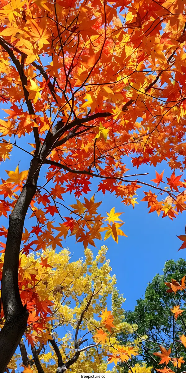 colorful leaves of a tree in autumn with blue sky in the background