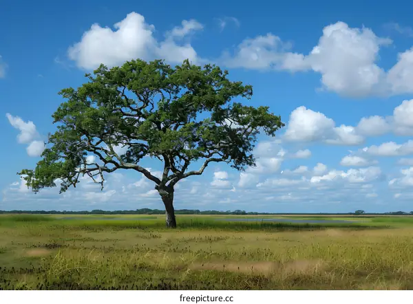Tree in the middle of the grassland
